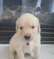 Black band, a male Golden Retriever for sale in Las Vegas, NV – 1 of 6