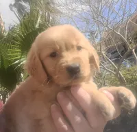 Light blue/teal band, a male Golden Retriever for sale in Las Vegas, NV – Photo 1 of 3