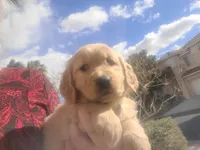 Light blue/teal band, a male Golden Retriever for sale in Las Vegas, NV – Photo 3 of 3