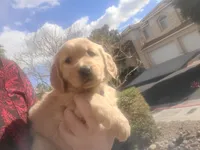 Light blue/teal band, a male Golden Retriever for sale in Las Vegas, NV – Photo 2 of 3