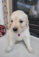 Purple band, a female Golden Retriever for sale in Las Vegas, NV – 1 of 6