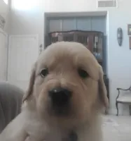 Black band, a male Golden Retriever for sale in Las Vegas, NV – 2 of 6