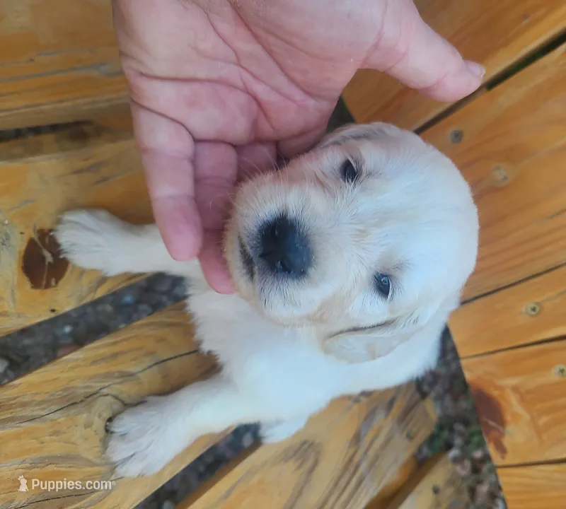 Grey band – Golden Retriever puppy for sale in Las Vegas, NV