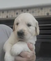 Yellow band , a female Golden Retriever for sale in Las Vegas, NV – 4 of 6