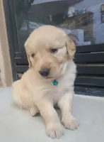 Blue band, a female Golden Retriever for sale in Las Vegas, NV – 3 of 6