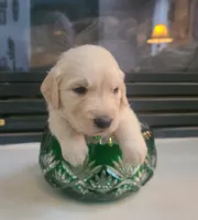 Green band, a male Golden Retriever for sale in Las Vegas, NV – 2 of 6