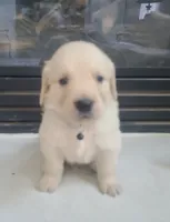 Black band, a male Golden Retriever for sale in Las Vegas, NV – 3 of 6