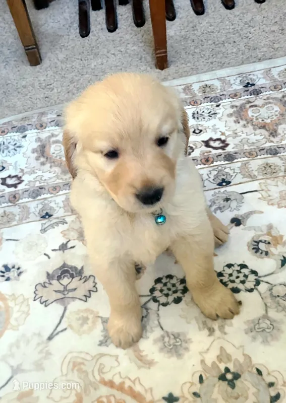 Light blue band – Golden Retriever puppy for sale in Las Vegas, NV