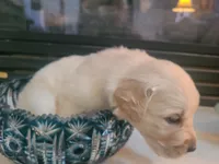 Green band, a male Golden Retriever for sale in Las Vegas, NV – 5 of 6