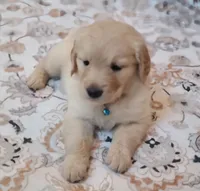 Light blue band, a female Golden Retriever for sale in Las Vegas, NV – 3 of 3