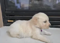 Purple band, a female Golden Retriever for sale in Las Vegas, NV – 5 of 6