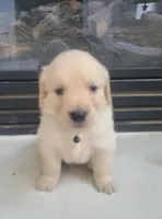 Black band, a male Golden Retriever for sale in Las Vegas, NV – 4 of 6