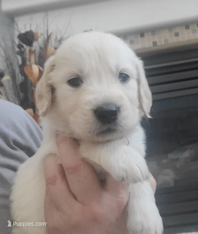 Red Band  – Golden Retriever puppy for sale in Las Vegas, NV