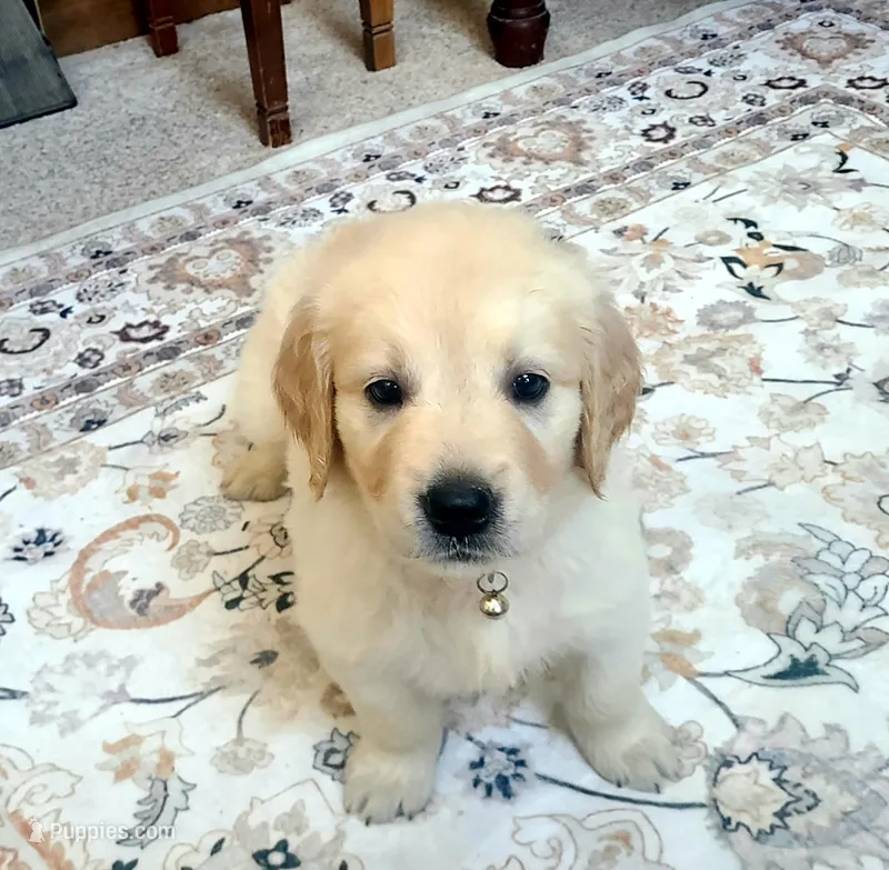 Yellow band  – Golden Retriever puppy for sale in Las Vegas, NV