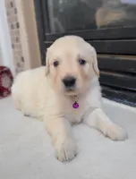 Purple band, a female Golden Retriever for sale in Las Vegas, NV – 2 of 6