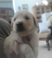 Purple band, a female Golden Retriever for sale in Las Vegas, NV – 4 of 6