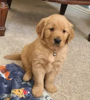 Black band, a male Golden Retriever for sale in Las Vegas, NV – Photo 3 of 3