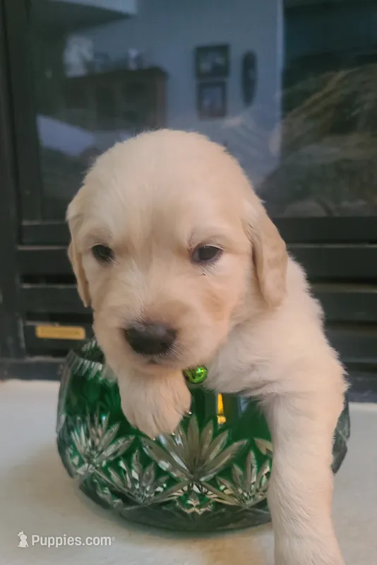 Green band – Golden Retriever puppy for sale in Las Vegas, NV