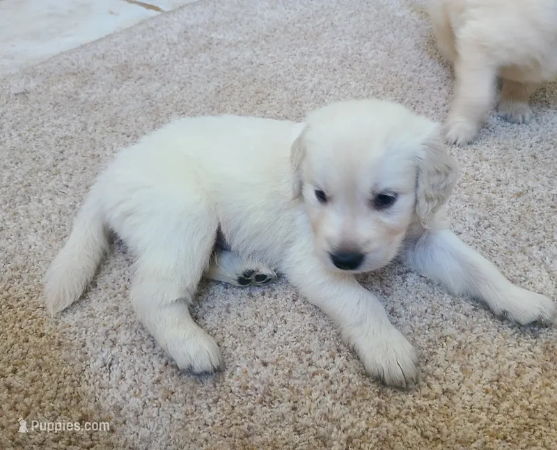 Red Band  – Golden Retriever puppy for sale in Las Vegas, NV