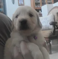 Purple band, a female Golden Retriever for sale in Las Vegas, NV – 3 of 6