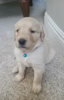 Blue band, a female Golden Retriever for sale in Las Vegas, NV – 1 of 6