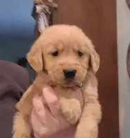 Blue band, a male Golden Retriever for sale in Las Vegas, NV – Photo 1 of 4