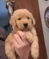 Blue band, a male Golden Retriever for sale in Las Vegas, NV – Photo 2 of 4