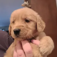 Blue band, a male Golden Retriever for sale in Las Vegas, NV – Photo 4 of 4