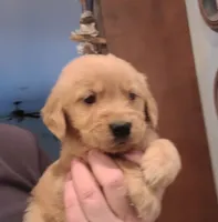 Blue band, a male Golden Retriever for sale in Las Vegas, NV – Photo 3 of 4