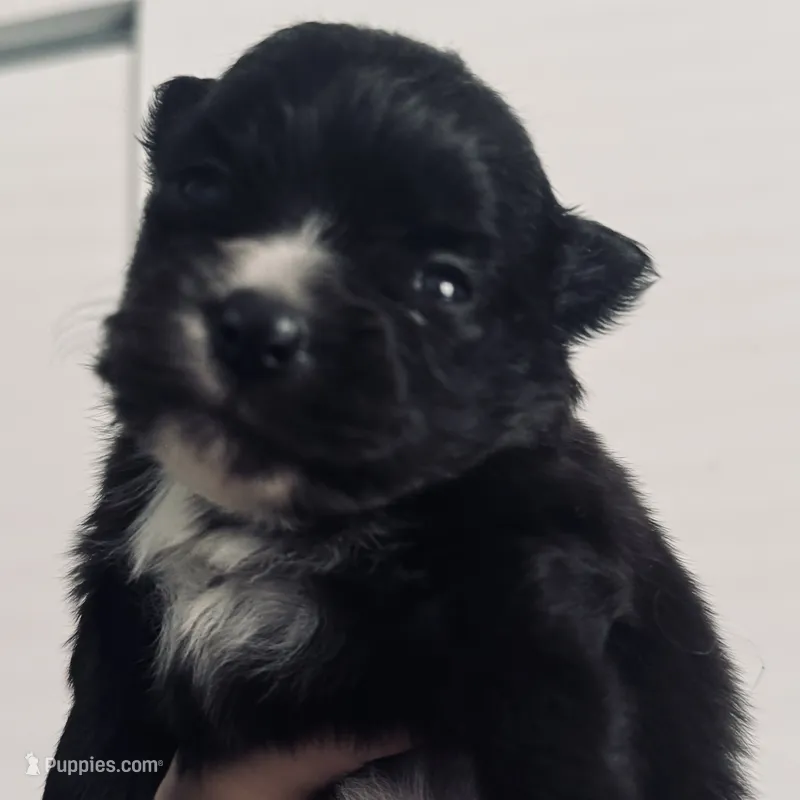 AKC includes INSURANCE Tuxedo Black Parti  Fox Face Sweet Athletic – Pomeranian puppy for sale in Columbus, OH