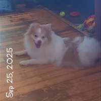 Throwback Pomeranian Merle, a male Pomeranian for sale in Columbus, OH – Photo 3 of 4