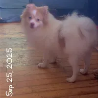 Throwback Pomeranian Merle, a male Pomeranian for sale in Columbus, OH – Photo 2 of 4