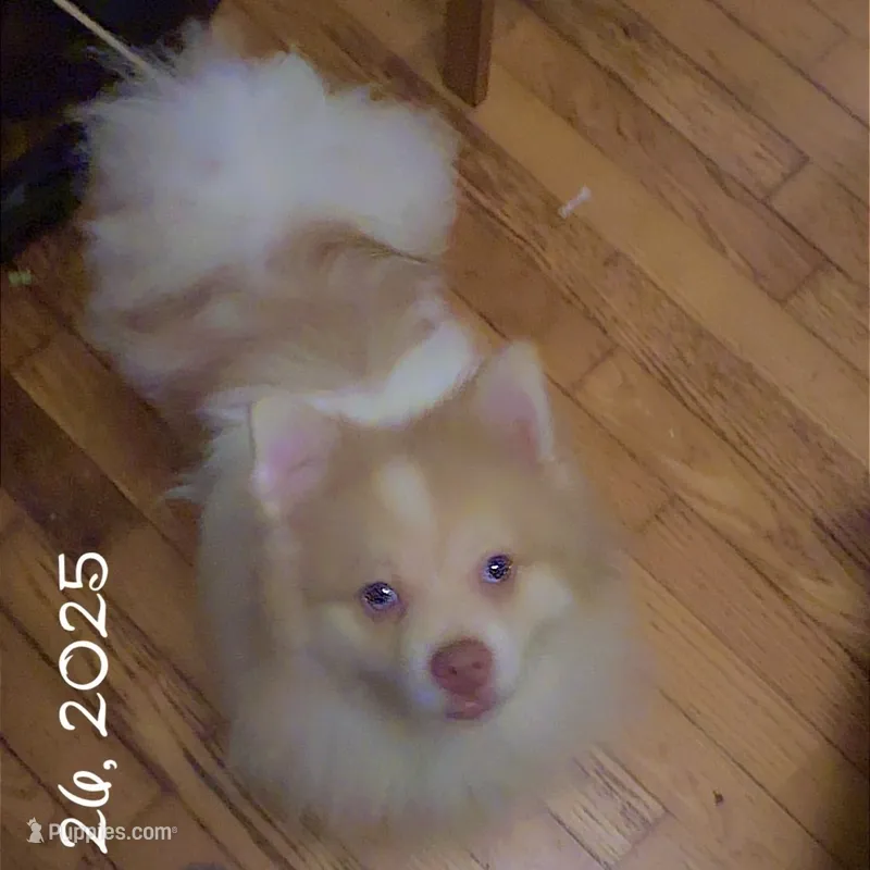 Throwback Pomeranian Merle