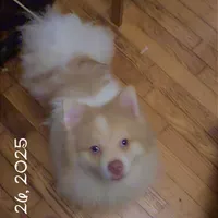 Throwback Pomeranian Merle, a male Pomeranian for sale in Columbus, OH – Photo 1 of 4