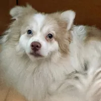 Throwback Pomeranian Merle, a male Pomeranian for sale in Columbus, OH – Photo 4 of 4