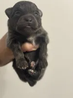 RARE Blue Lavender AKC includes INSURANCE DNA Tested Lines Purebred, a female Pomeranian for sale in Columbus, OH – 6 of 8