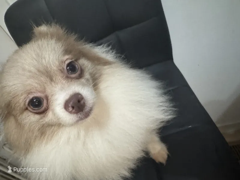 Fixed AKC includes Insurance Lavender Parti Merle Sweet Dainty Girly – Pomeranian puppy for sale in Columbus, OH