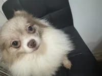 Fixed AKC includes Insurance Lavender Parti Merle Sweet Dainty Girly, a female Pomeranian for sale in Columbus, OH – 2 of 8