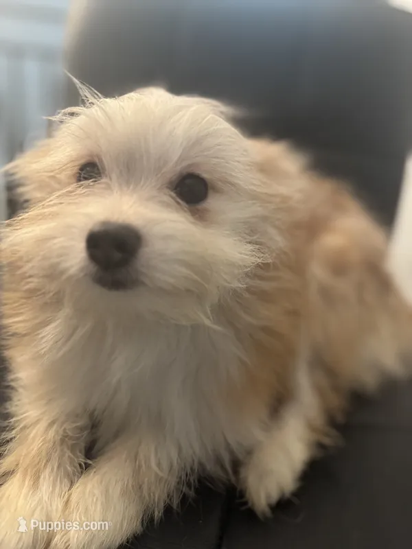 AKC DNA Tested 100% Pom Includes INSURANCE Fawn Lap Dog – Pomeranian puppy for sale in Columbus, OH