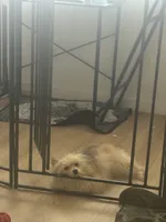 Fixed MaltiPom Sweet CANNOT Be Alone Must Have Dog Friends, a female Pomeranian and Maltipom for sale in Columbus, OH – 5 of 7