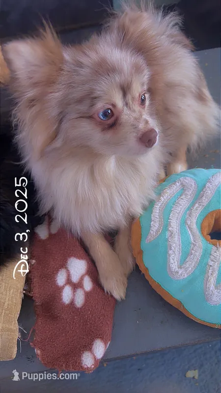 Lavender Merle DNA Tested Fixd