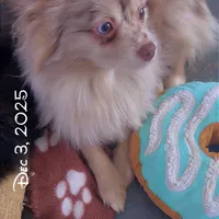 Lavender Merle DNA Tested Fixd, a female Pomeranian for sale in Columbus, OH – Photo 2 of 10