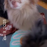 Lavender Merle DNA Tested Fixd, a female Pomeranian for sale in Columbus, OH – Photo 5 of 10