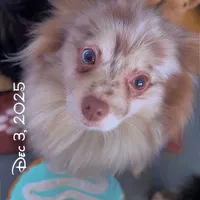 Lavender Merle DNA Tested Fixd, a female Pomeranian for sale in Columbus, OH – Photo 1 of 10