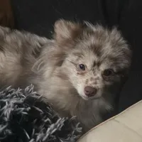 Lavender Merle DNA Tested Fixd, a female Pomeranian for sale in Columbus, OH – Photo 10 of 10