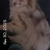 Lavender Merle DNA Tested Fixd, a female Pomeranian for sale in Columbus, OH – Photo 8 of 10