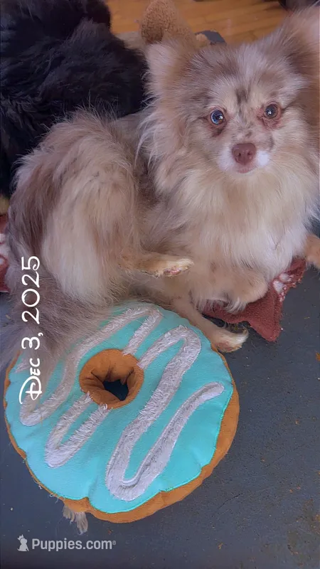 Spayed Pom Lavender Merle Fox Face – Pomeranian puppy for sale in Columbus, OH