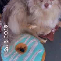 Lavender Merle DNA Tested Fixd, a female Pomeranian for sale in Columbus, OH – Photo 4 of 10