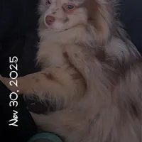 Lavender Merle DNA Tested Fixd, a female Pomeranian for sale in Columbus, OH – Photo 6 of 10