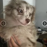 Lavender Merle DNA Tested Fixd, a female Pomeranian for sale in Columbus, OH – Photo 7 of 10